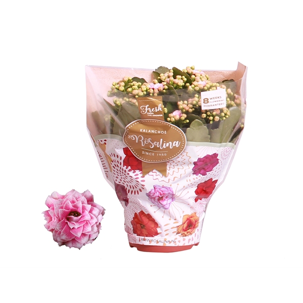 <h4>Kalanchoe Rosalina 15cm Don Alano wit/roze</h4>