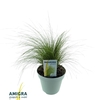 Stipa Tenuifolia Pony Tails