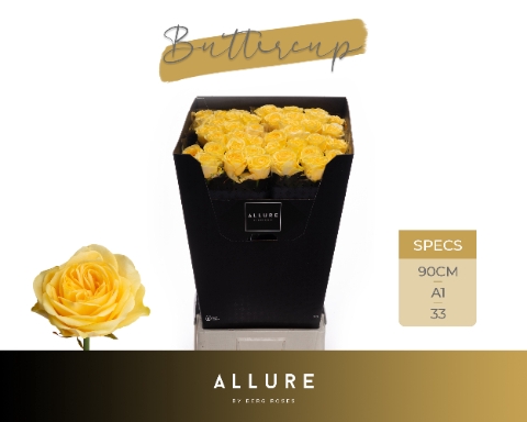 <h4>R GR BUTTERCUP ALLURE</h4>