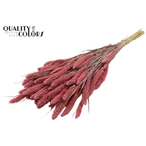 Setaria per bunch Frosted Pink