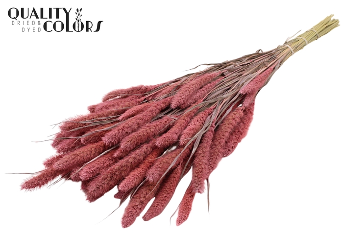 Setaria per bunch Frosted Pink