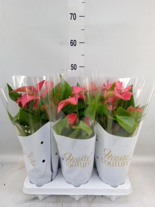 <h4>Anthurium  'FC Romantico'</h4>