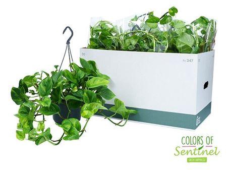 Epipr Global Green In Hangpot