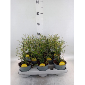 Sophora prostrata 'Little Baby'