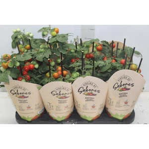 TOMATE ORNAMENTAL P14