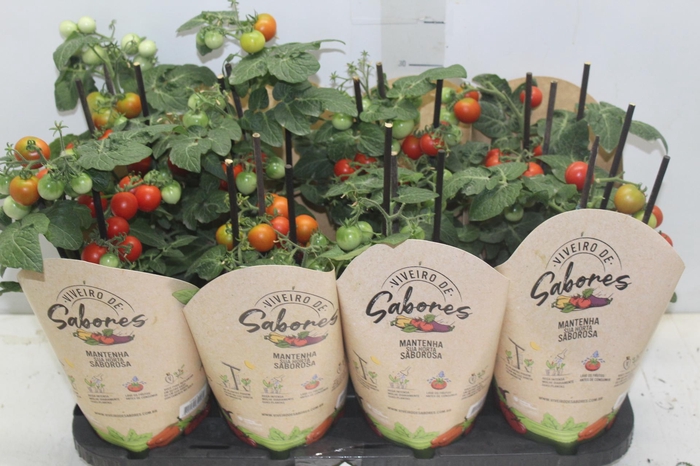 <h4>TOMATE ORNAMENTAL P14</h4>