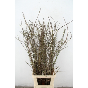 PRUIMENBLOESEM PER STEM 150CM