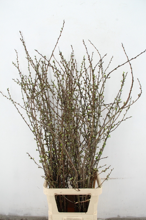 <h4>PRUIMENBLOESEM PER STEM 150CM</h4>