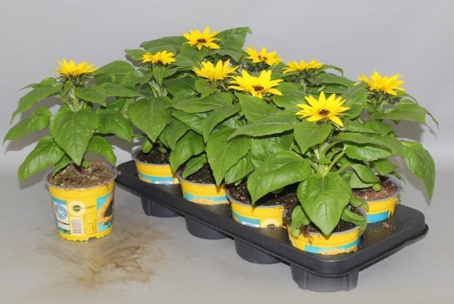 <h4>HELI SUNSATION</h4>