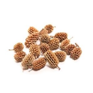 Casuarina Pods 750g
