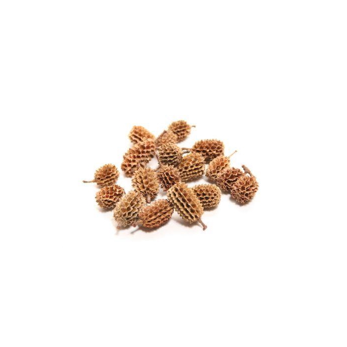 <h4>Casuarina Pods 750g</h4>
