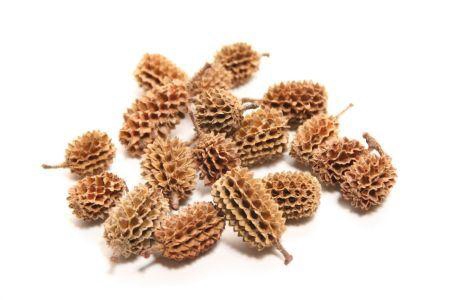 Casuarina Pods 750g