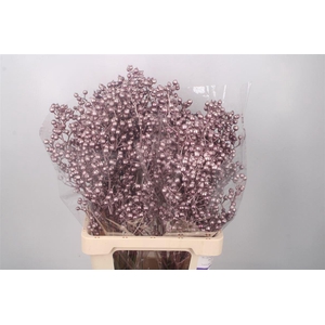 ROSA KLB METALLIC PURPLE H%*