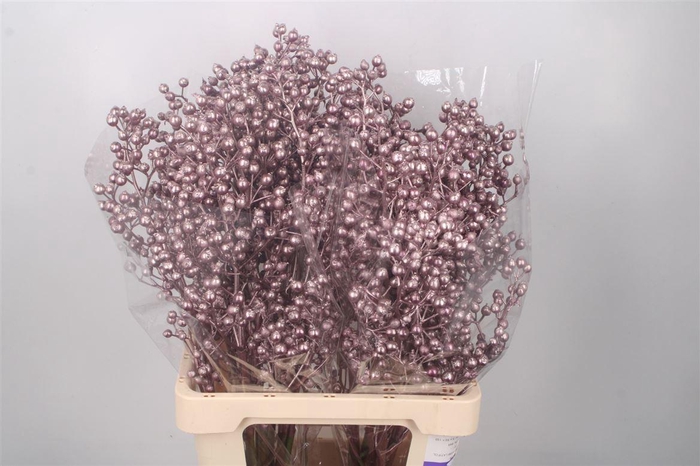 <h4>ROSA KLB METALLIC PURPLE H%*</h4>