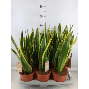 Sansevieria trifa. 'Laurentii'