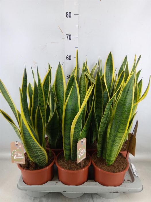 <h4>Sansevieria trifa. 'Laurentii'</h4>