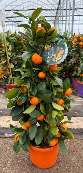 <h4>CITR MICROCARPA</h4>