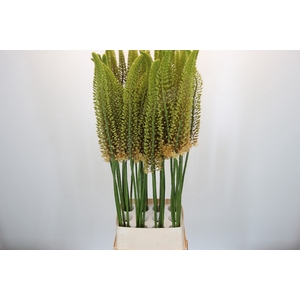 Eremurus Zalm