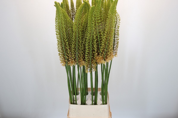 <h4>Eremurus Zalm</h4>