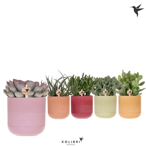 Kolibri Greens Succulenten mix in Flare pot mix