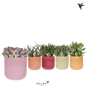 Kolibri Greens Succulenten mix in Flare pot mix