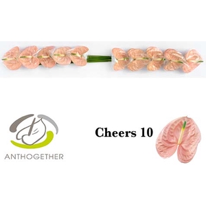 Anthurium Cheers