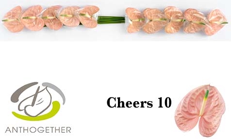 <h4>Anthurium Cheers</h4>