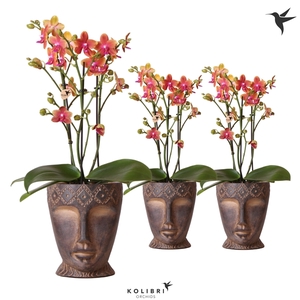 Kolibri Orchids Phalaenopsis Fragrance 3 spike in totem mask