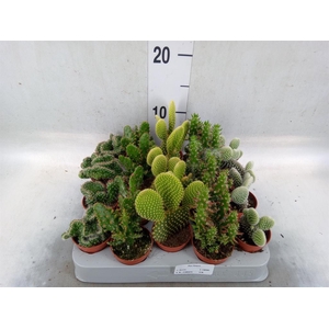 Opuntia