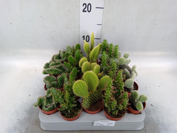 <h4>Opuntia</h4>