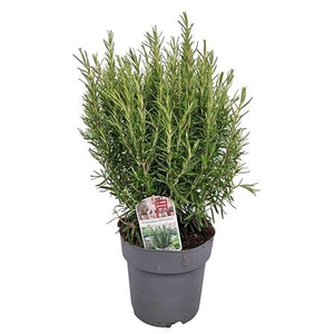 Rosmarinus Officinalis Bush - 1153