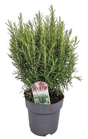 <h4>Rosmarinus Officinalis Bush - 1153</h4>