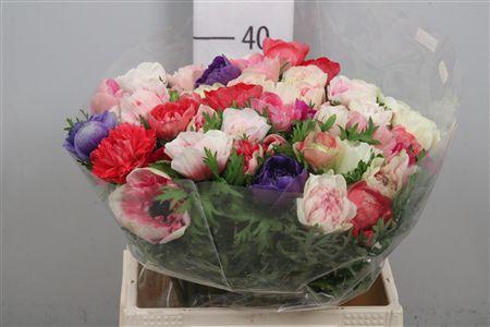 <h4>Anem Co Carill Gem</h4>