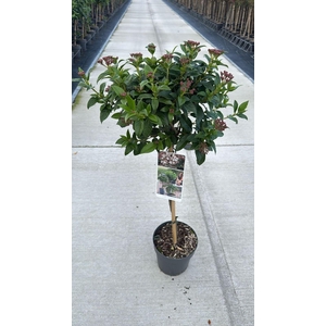 Viburnum tinus 50cm-stem C3