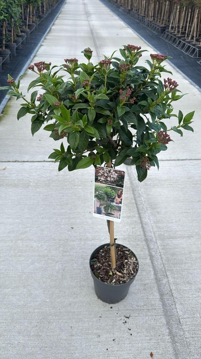 <h4>Viburnum tinus 50cm-stem C3</h4>