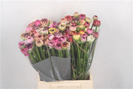 <h4>Ran El Cappuccino</h4>