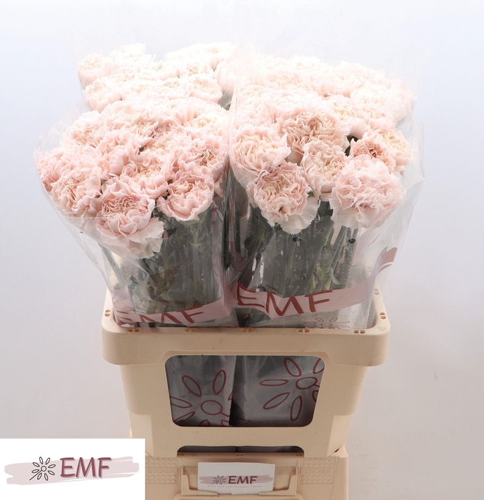 <h4>DI ST SIGNORELLI</h4>