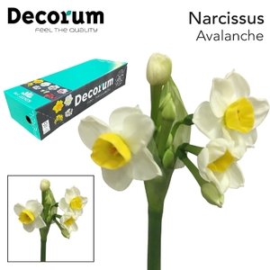 Narcissus Avalanche Small Box 60