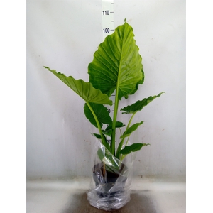 Alocasia gageana