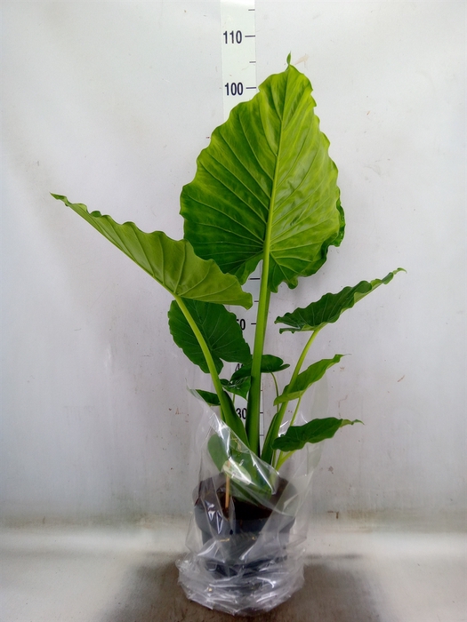 <h4>Alocasia gageana</h4>