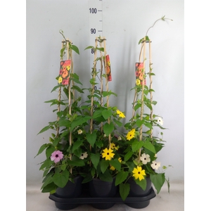 Thunbergia   ...mix 3