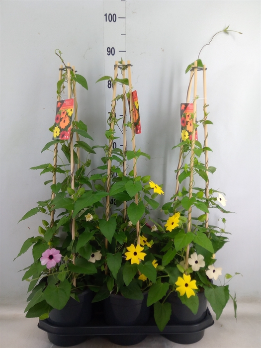 <h4>Thunbergia   ...mix 3</h4>