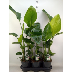 Strelitzia nicolai