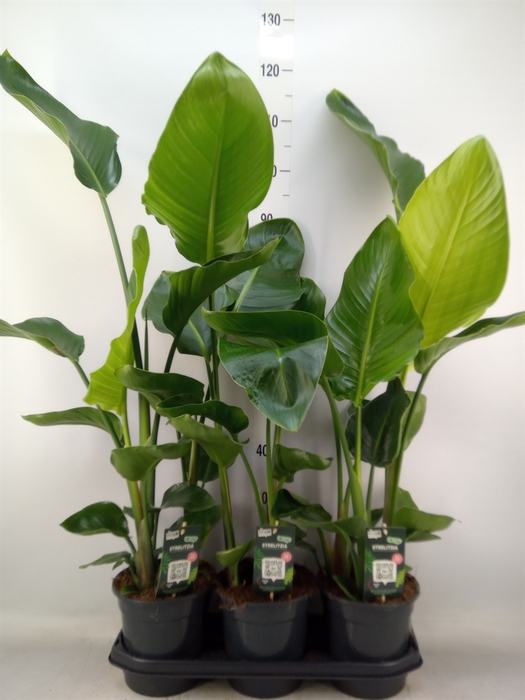 <h4>Strelitzia nicolai</h4>