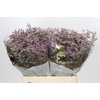 Limonium Safora Oshi Pink