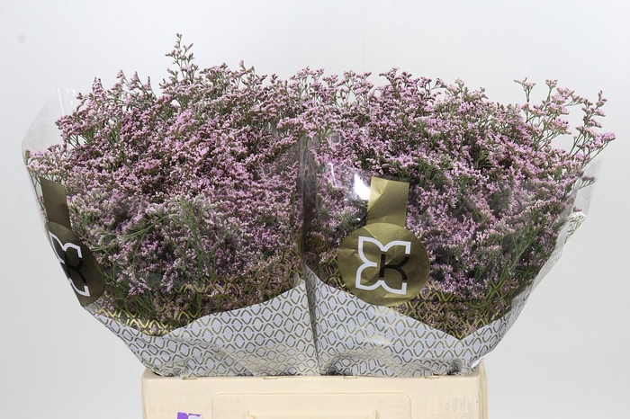 <h4>Limonium ov Safora Oshi Pink</h4>