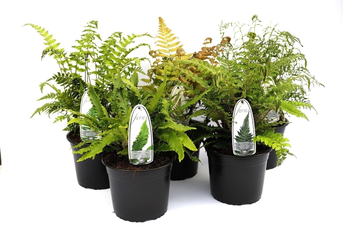 <h4>Varens gemengd</h4>