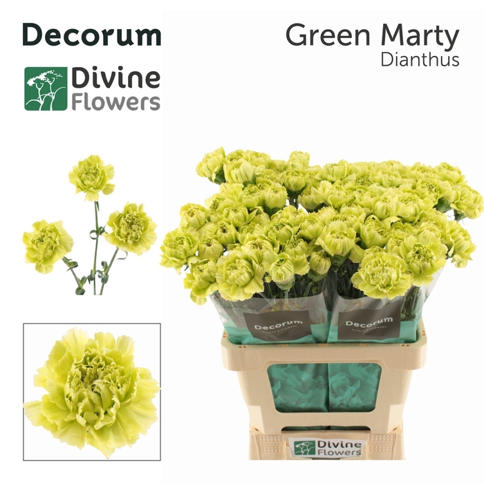 <h4>Dianthus ST 'Green Marty'</h4>