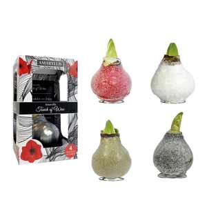 Amaryllis Red Glamour Mix Carton