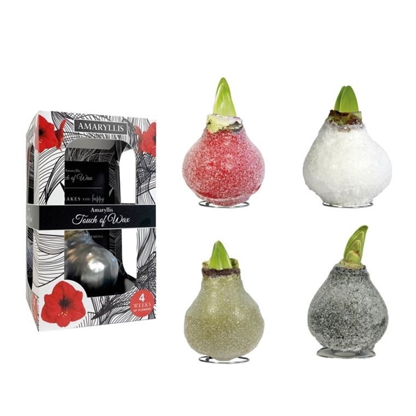 <h4>Amaryllis Red Glamour Mix Carton</h4>
